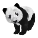 ThePandaXXL