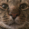 BanyuCat