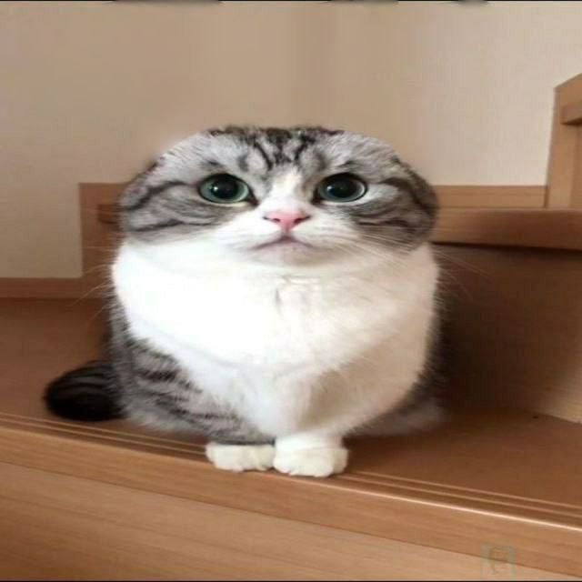 #komaru@komaru_the_cat 2023 Komaru the Cat ВКонтакте