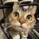 Potatojr2