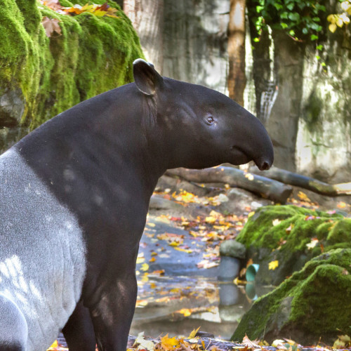 Tapir0