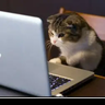 kedihacker