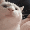 CatTheDeveloper