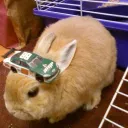 lapinlapinyt