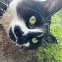 MadCat__