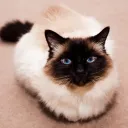 itsmekito