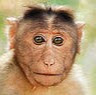 Babaprata