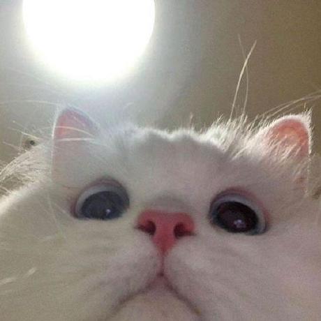 yawaflua