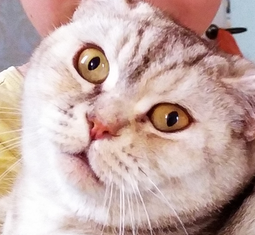 StarlightCat