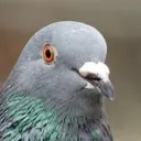 typical_pigeon