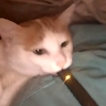 Guy_that_exists
