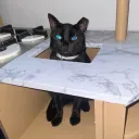 quimzee