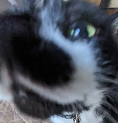 LoganTheAroAce