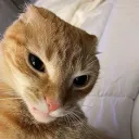 ugyu