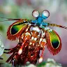 Itsmantis