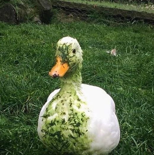 duck_tape54