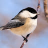 TCMFatbird