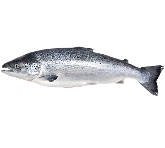 Korman