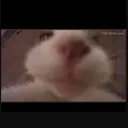 snelsterendier1