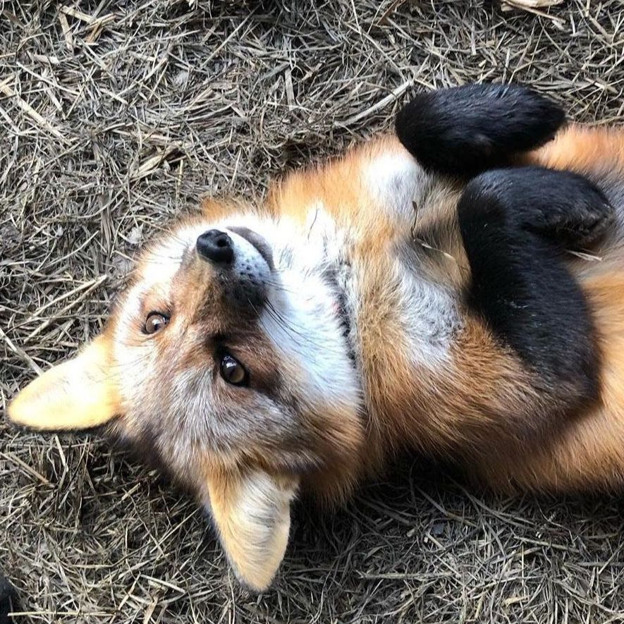 foxirl