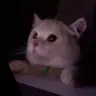 leoncer1994