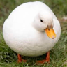 ItzDuck