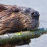 MrBeavers