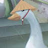 Shrimpifiedd