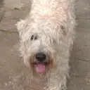 uglyrunt