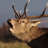 Hirschbok