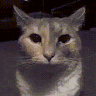 ImScooter