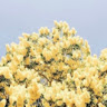 twig.079
