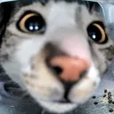 carbonncat
