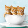 cattodream2