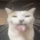 reallypaw