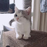 goodandrelie