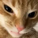 taigrys