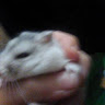 sanantoniocat70