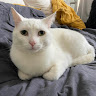 zackdcat
