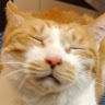 Guqi