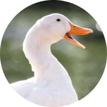 duck