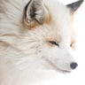sophiethefox