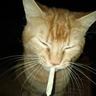 meowerz1