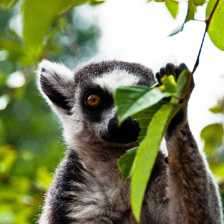 ericthelemur