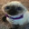 Gato_Pelon