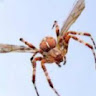FlyingSpider