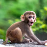 LeoMonkey